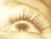 lash